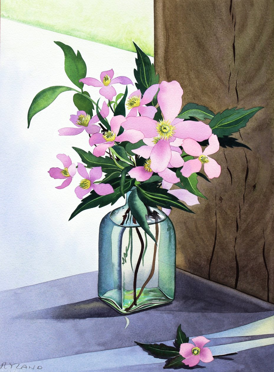 Zátiší Pink Clematis (akvarel na papíře) od Christopher Ryland
