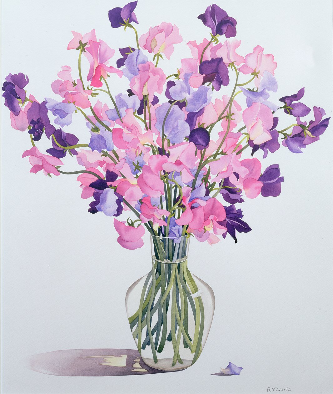 Sweetpeas, 2007 (wc na papíře) od Christopher Ryland