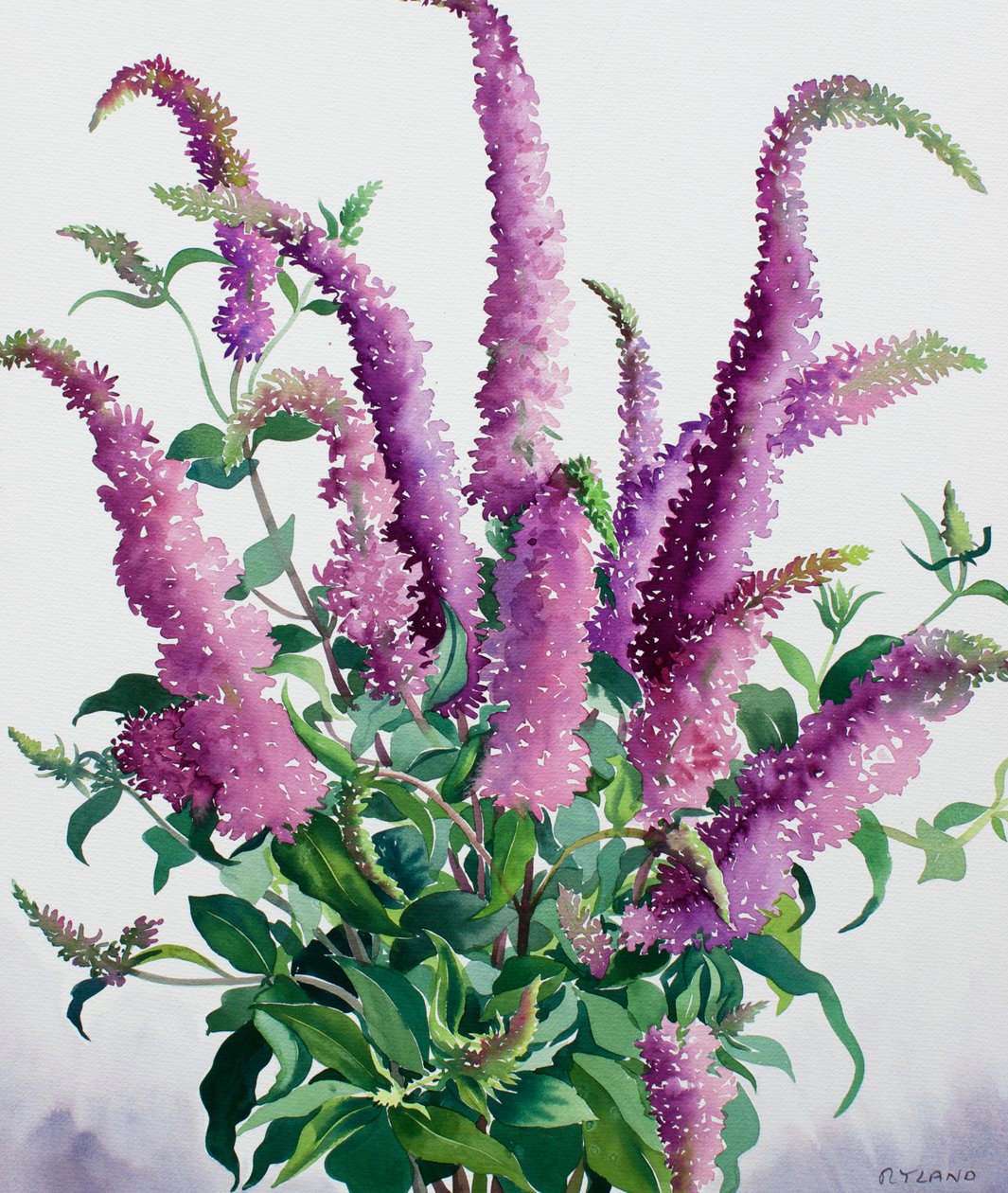 Divoká Buddleia od Christopher Ryland