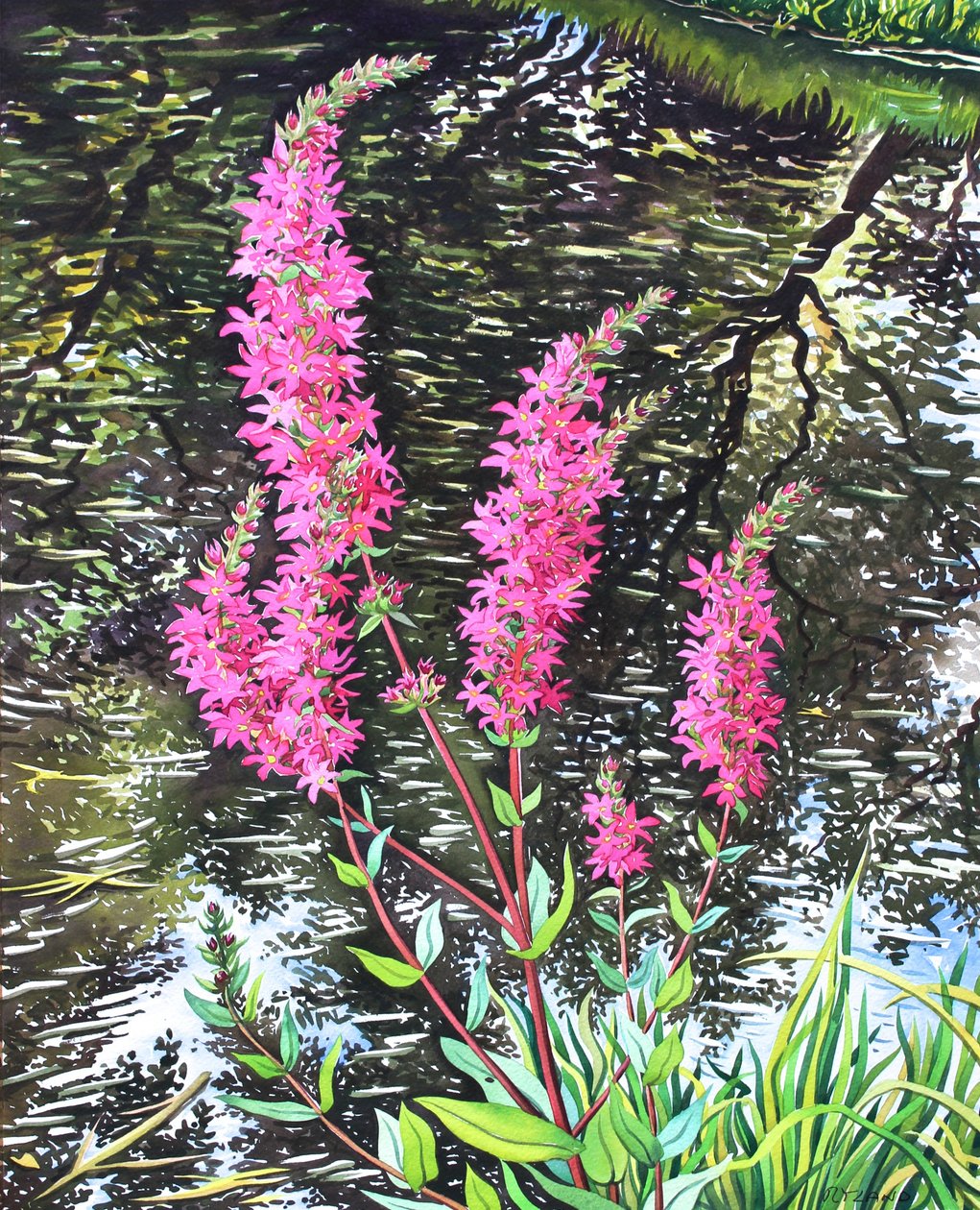 Wild Loosestrife (akvarel na papíře) od Christopher Ryland