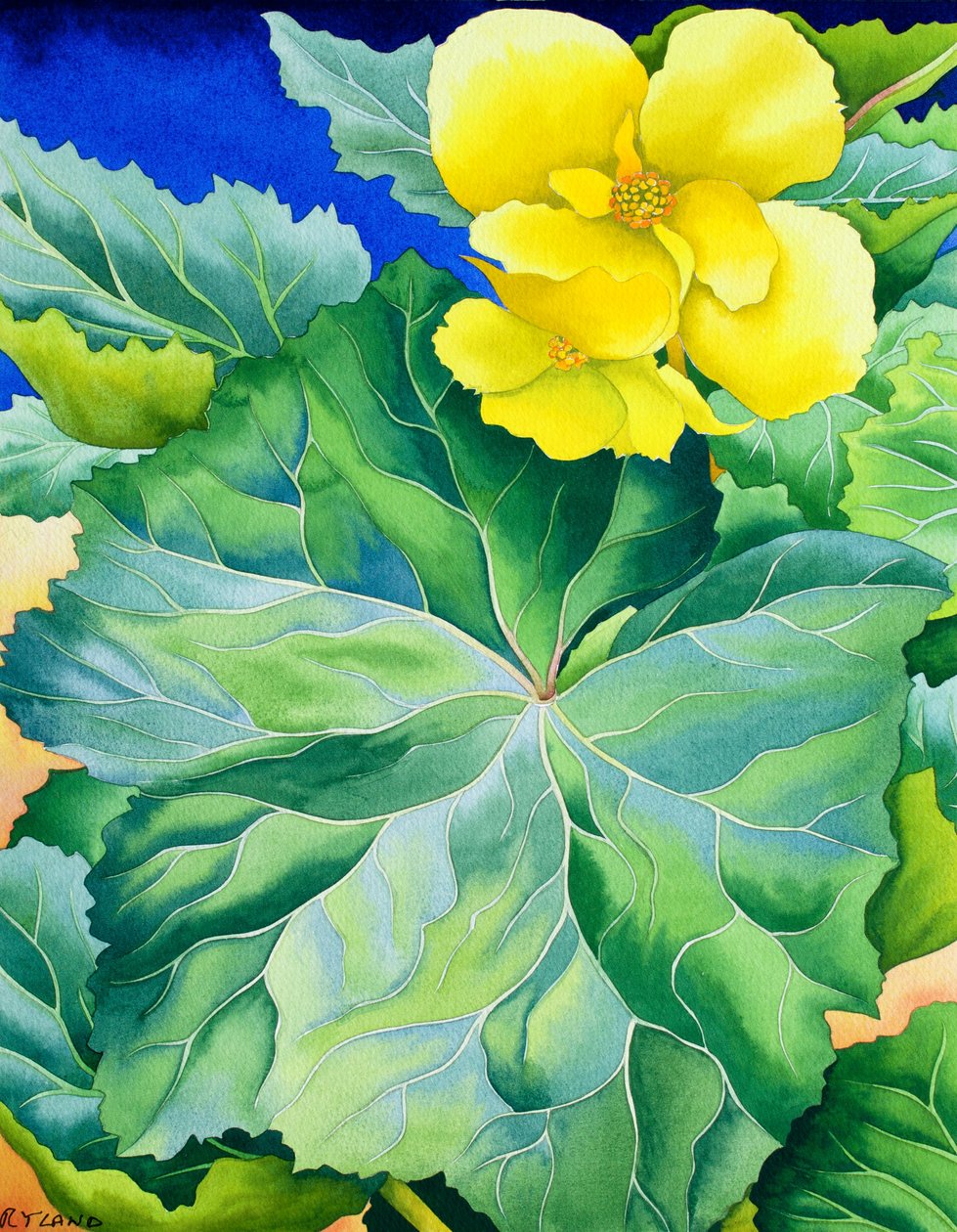 Žlutá Begonia od Christopher Ryland