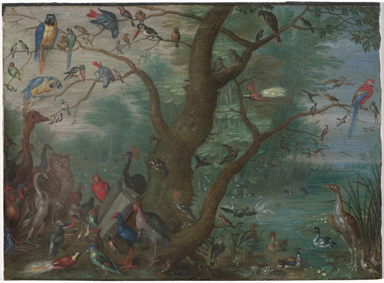 Koncert ptáků od Circle of Jan van Kessel the Elder