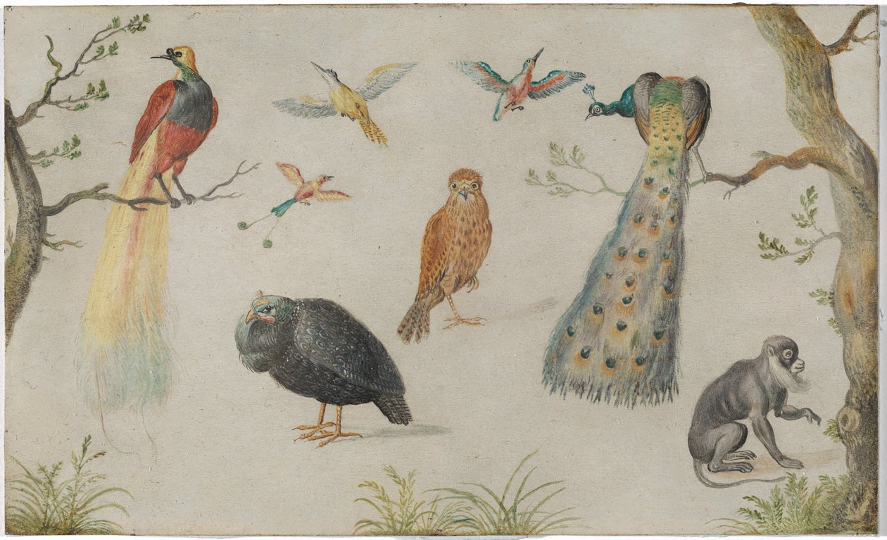 Studium ptáků a opic od Circle of Jan van Kessel the Elder