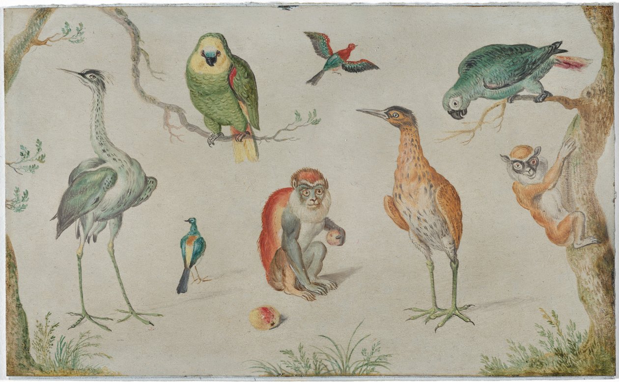 Studium ptáků a opic od Circle of Jan van Kessel the Elder