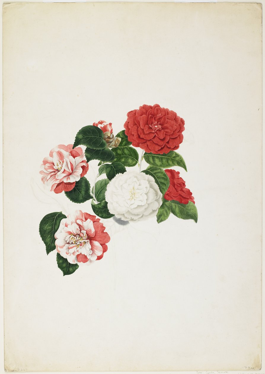 Kamélie japonská (Camellia japonica) (čb a grafit na papíře) od Clara Maria Pope