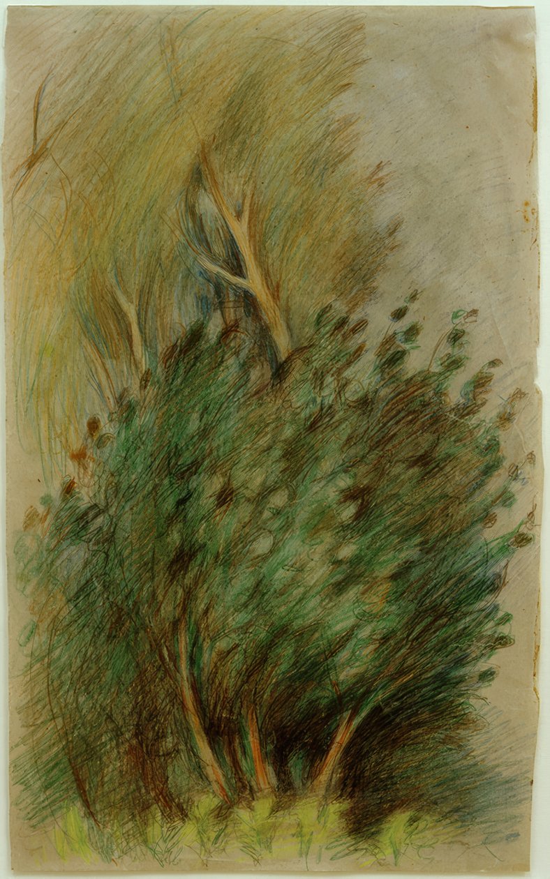 Tucheler Heide (lesní studie) od Clara Siewert