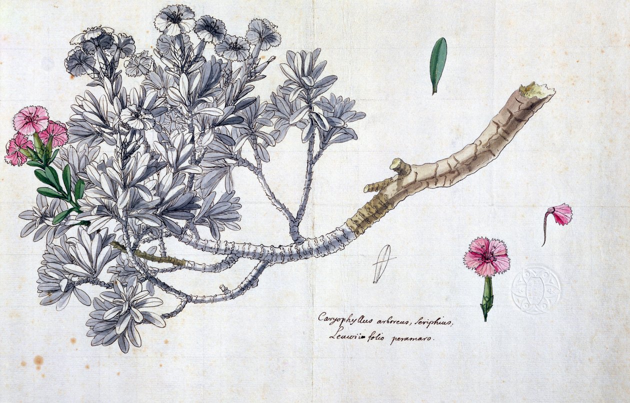 Caryophyllus Arboreus a Seriphius, z díla Josepha Pittona de Tournefort (1656-1708) (pero a inkoust a wc na papíře) od Claude Aubriet
