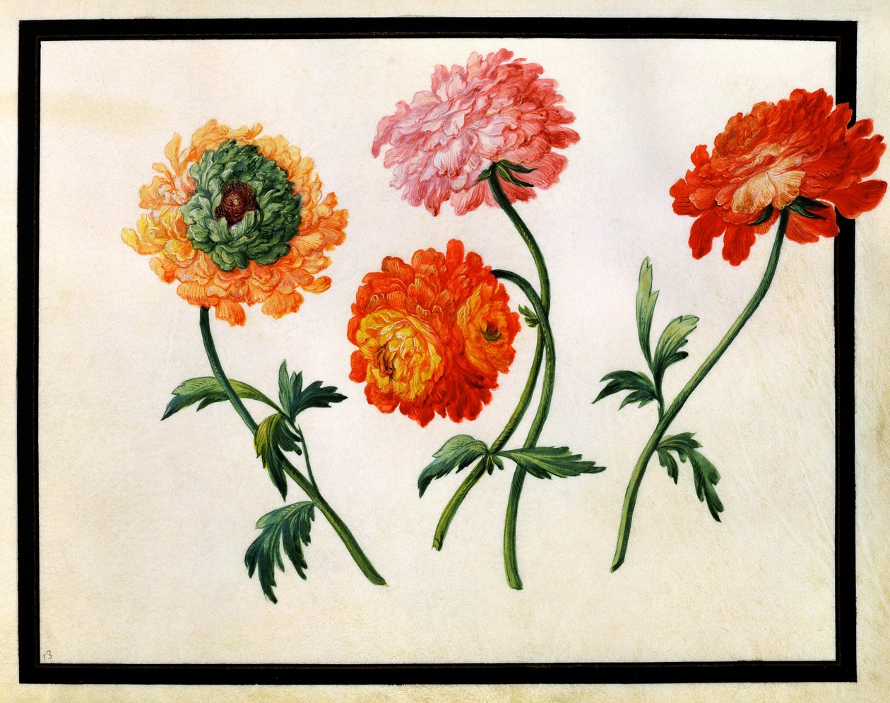 Chryzantémy od Claude Aubriet