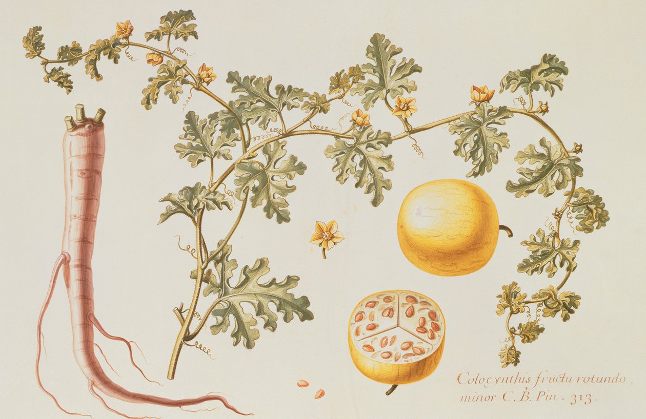 Citrullus Colocynthis (hořké jablko a hořká okurka) (wc a kvaš na pergamenu) od Claude Aubriet