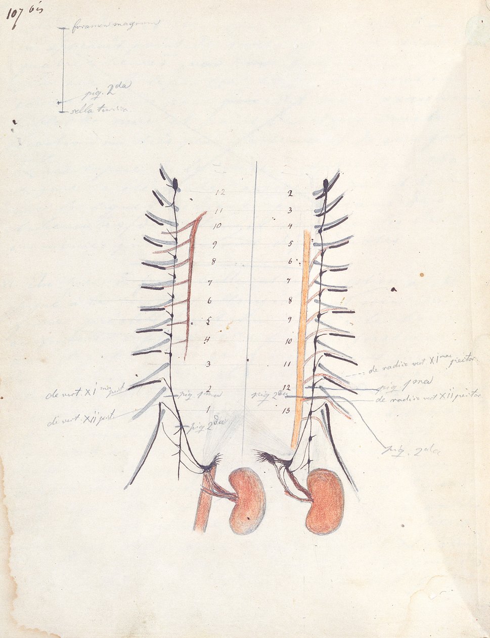 The Kidneys, cca 1843 (pero, inkoust a barevná tužka na papíře) od Claude Bernard