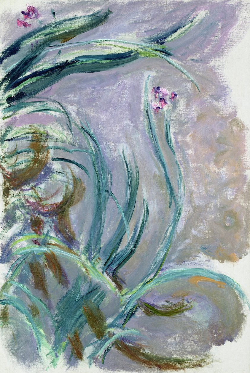 Iris, 1924-25 od Claude Monet
