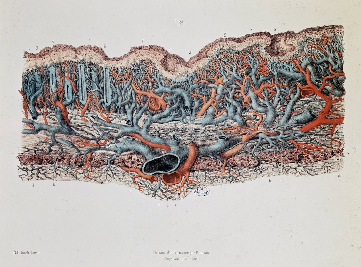 Makroskopická anatomie sliznic střeva, Claude Bernard, Bibl. lékařské fakulty od Claude Bernard