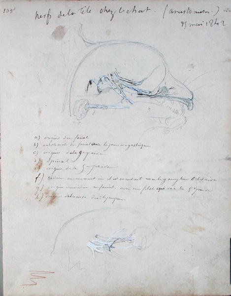 Nervový systém v hlavě kočky, květen 1842 (tužka na papíře) od Claude Bernard