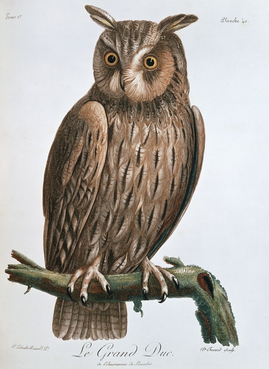 Le Grand Duc", výr, 1799-1808 od Claude Fessard