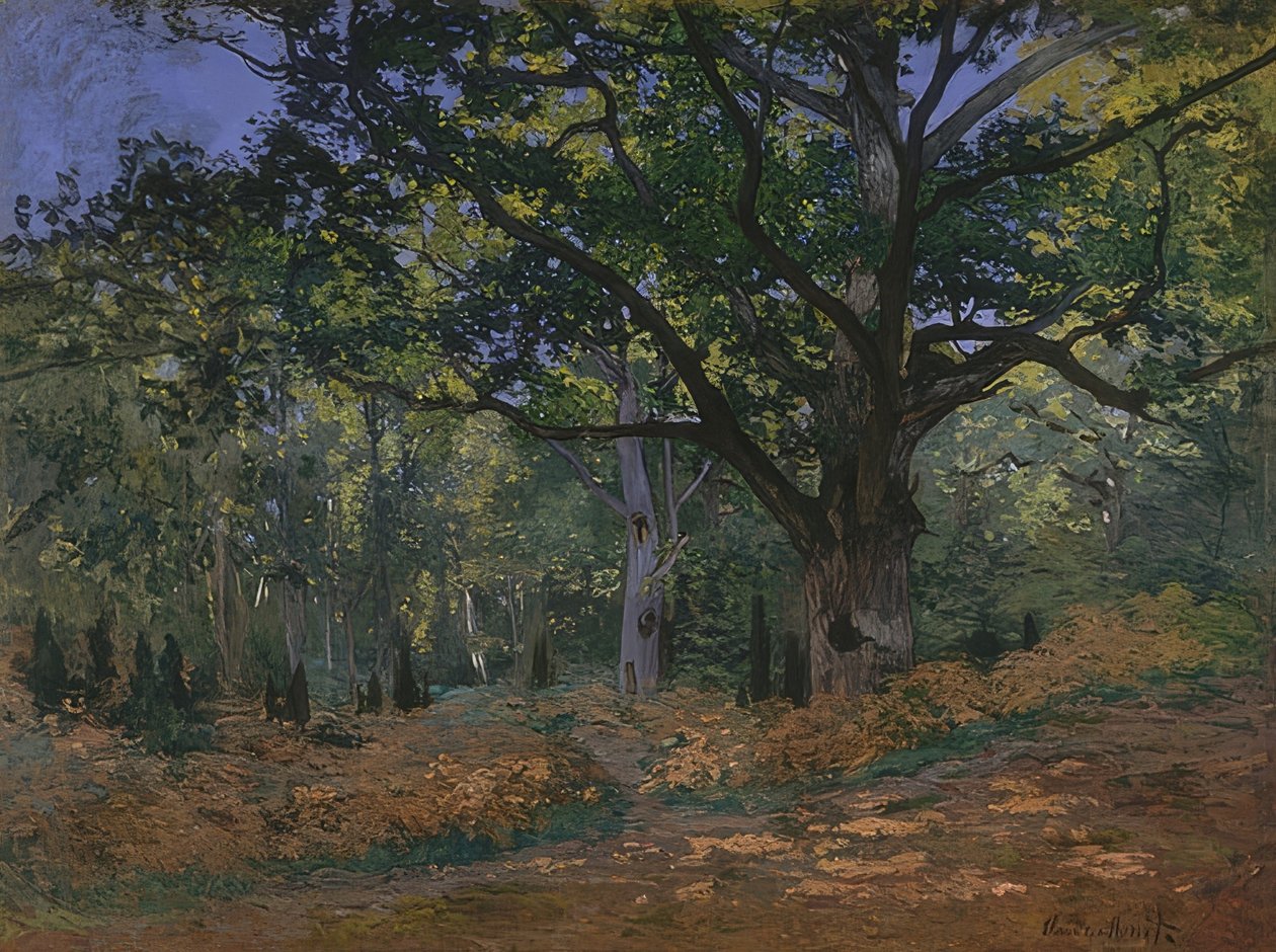 Bodmer dub v lese Fontainebleau. 1865 od Claude Monet