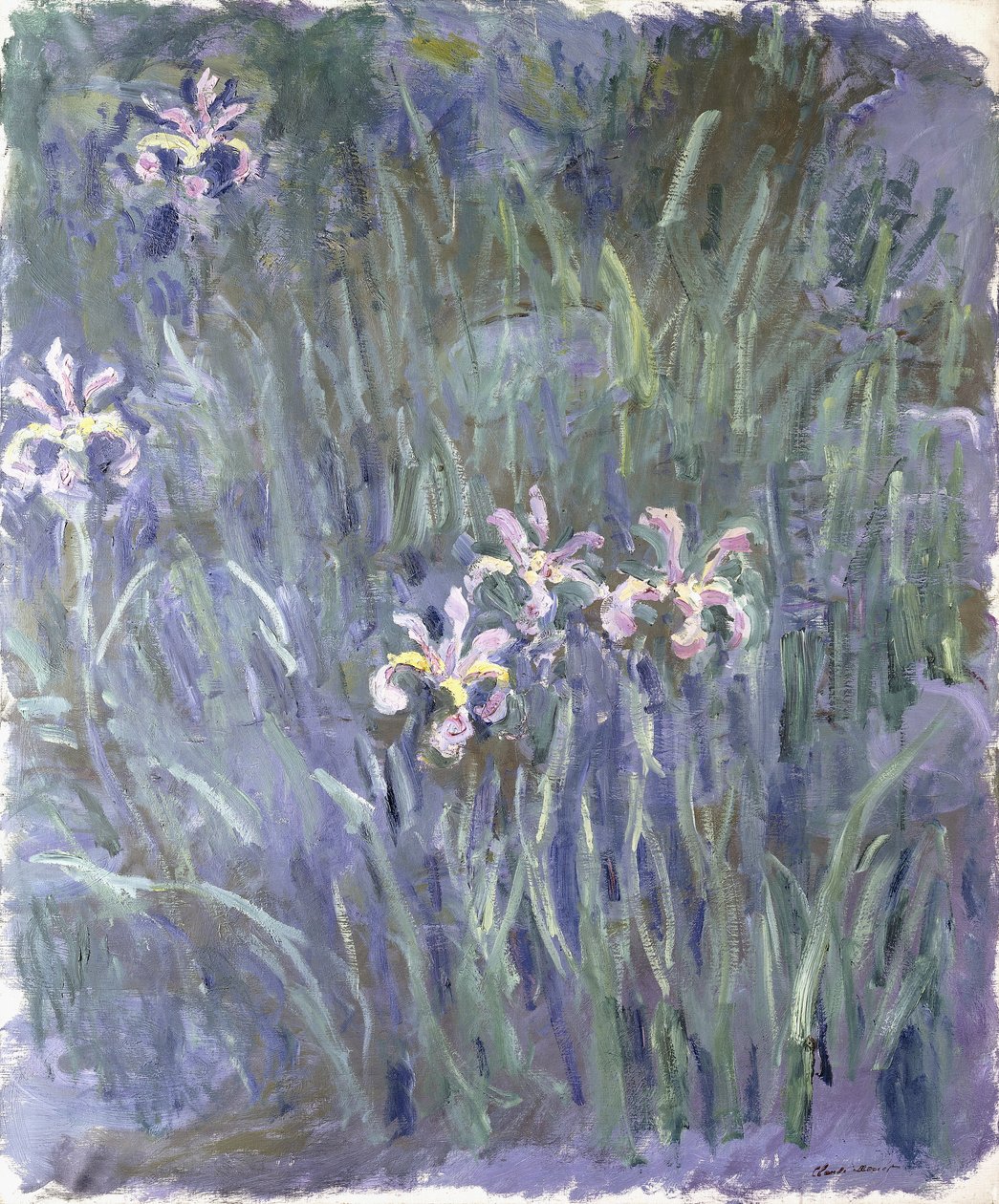 Iris, kolem 1914-1917 od Claude Monet