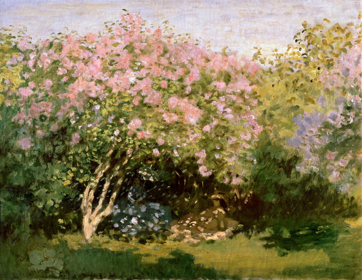 Šeřík na slunci, 1872-1873. od Claude Monet