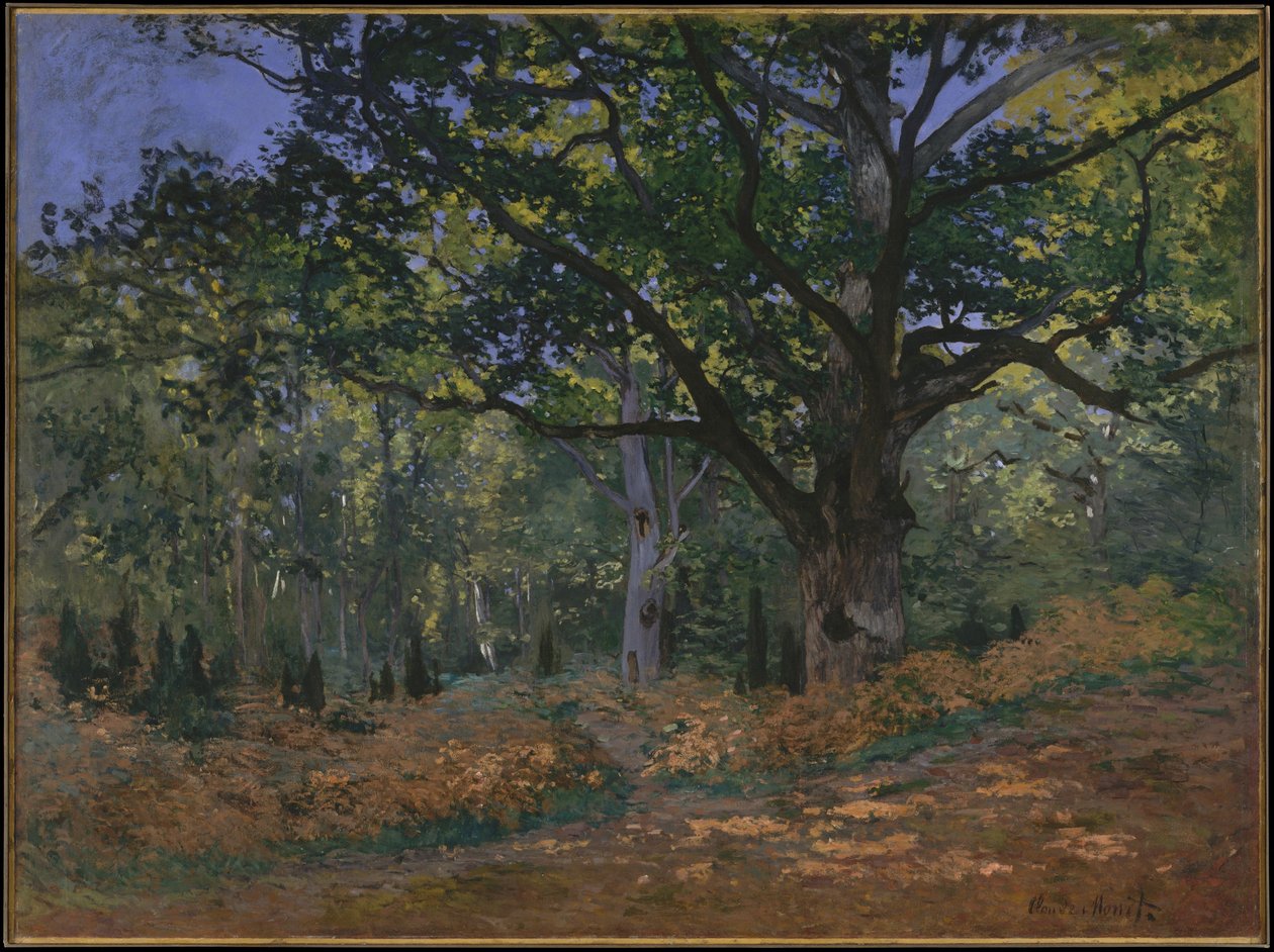 Bodmer Oak, Fontainebleau Forest, 1865 od Claude Monet
