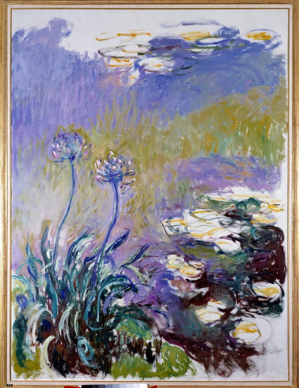 Agapanthus od Claude Monet