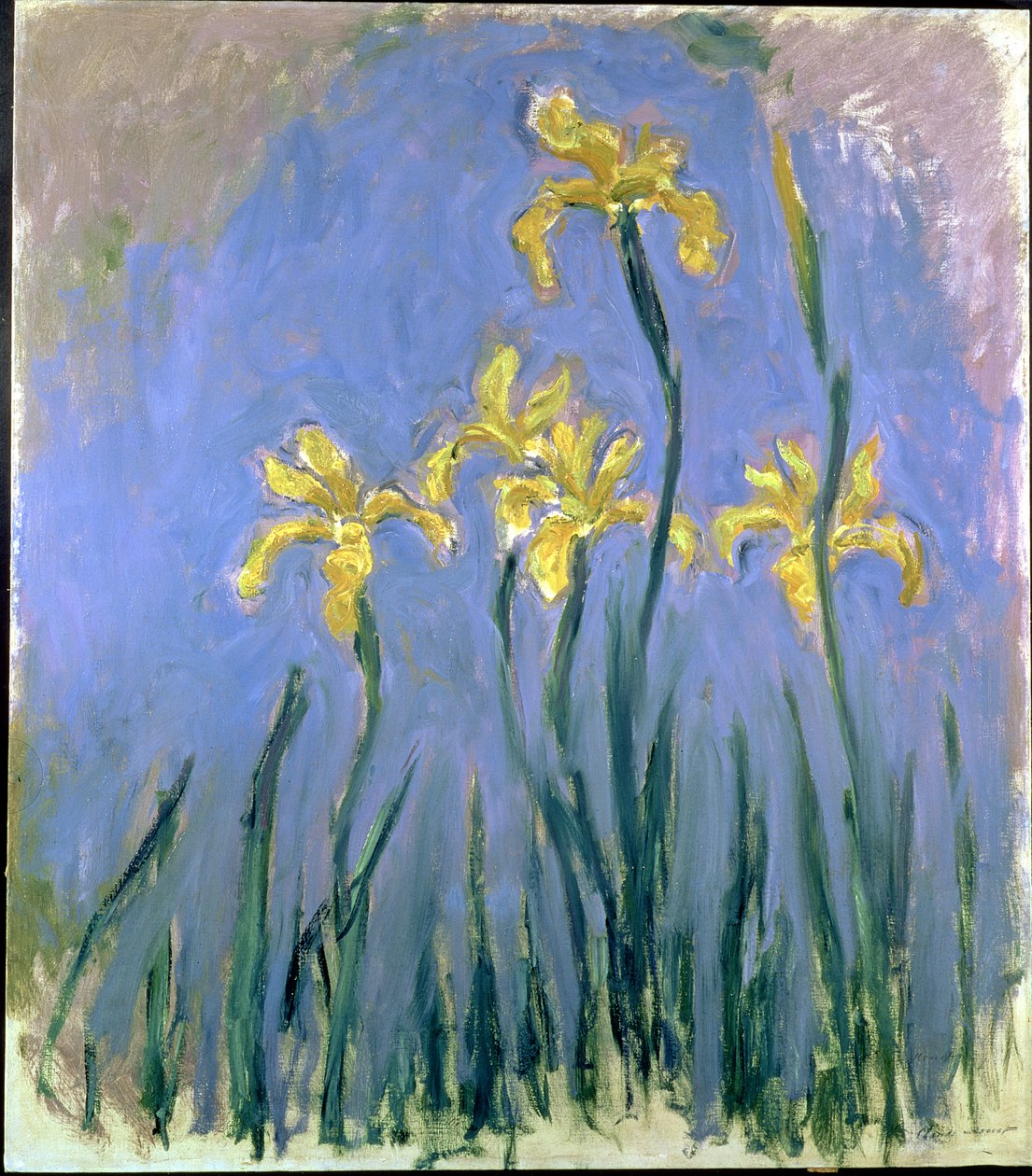 žluté kosatce; Les Iris Jaunes, kolem 1918-1925 (olej na plátně) od Claude Monet