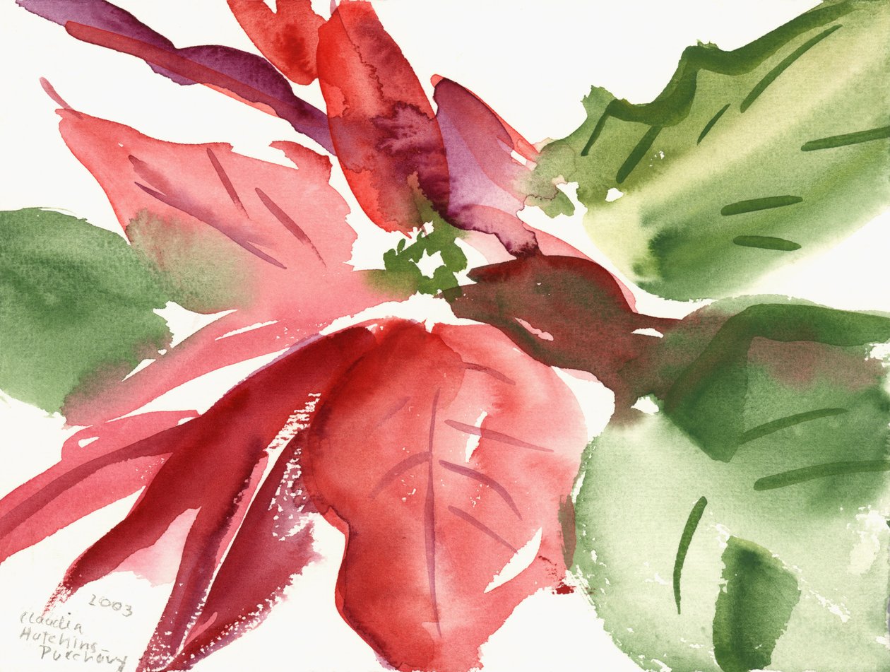 Poinsettia, 2003 (akvarel) od Claudia Hutchins Puechavy