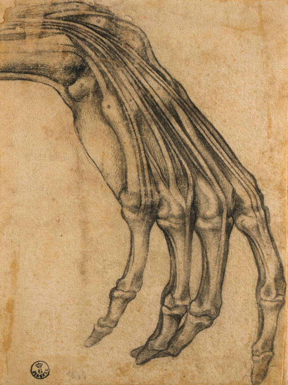 Anatomická studie ruky od Clemente Bandinelli