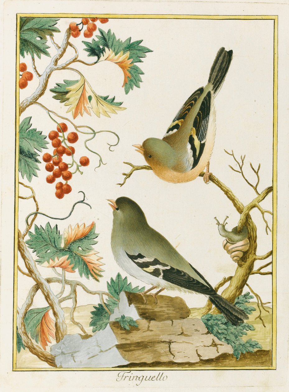 Finch Finch. Z ornitologie jižní Evropy, 1772. od Clemente Bernini