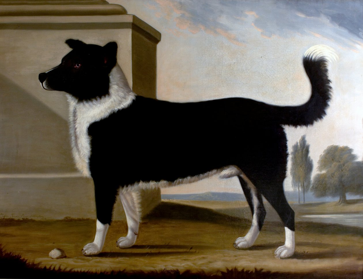 Lord Byrons Dog Boatswain (The Newfoundland), 1808 od Clifton Tomson