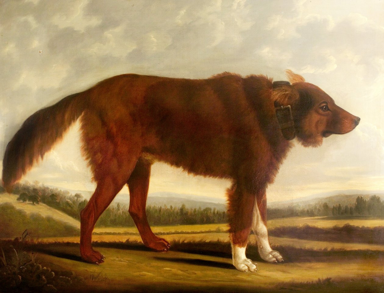 Lord Byrons Dog Lyon (The Wolf Dog), 1808 od Clifton Tomson
