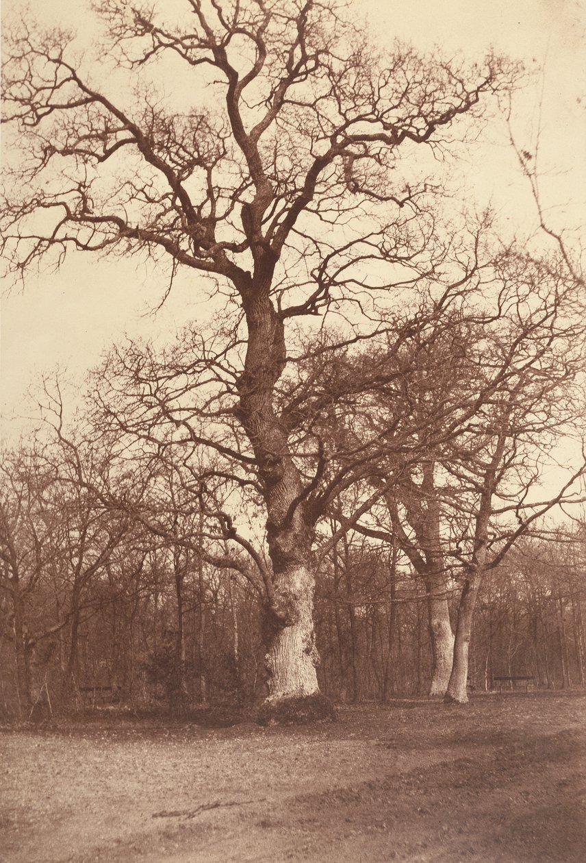 Studie stromů, Bois de Boulogne od Comte Olympe Aguado