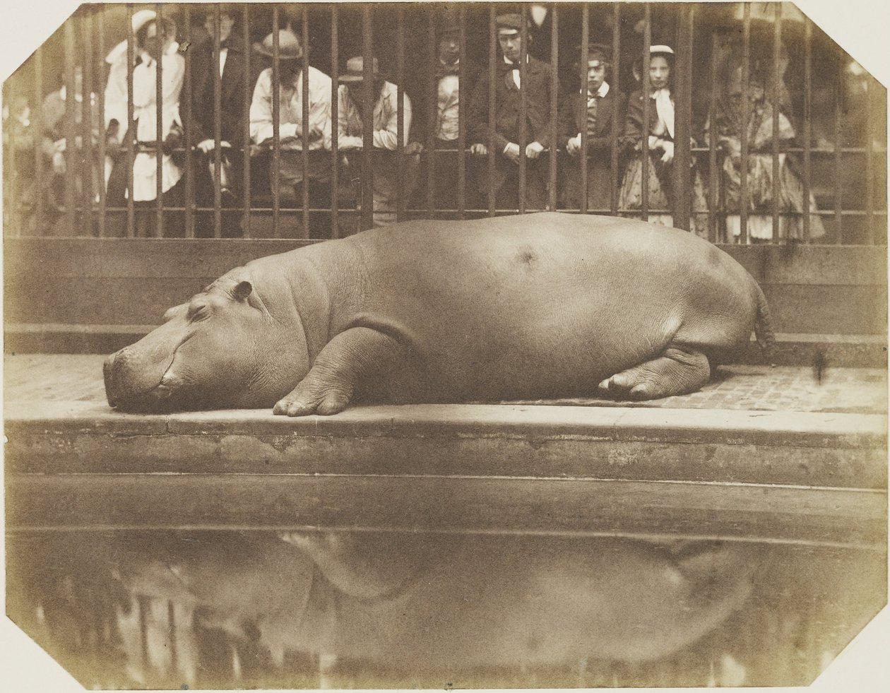Obaysch, hroch, londýnská zoo od Comte de Montizón Don Juan