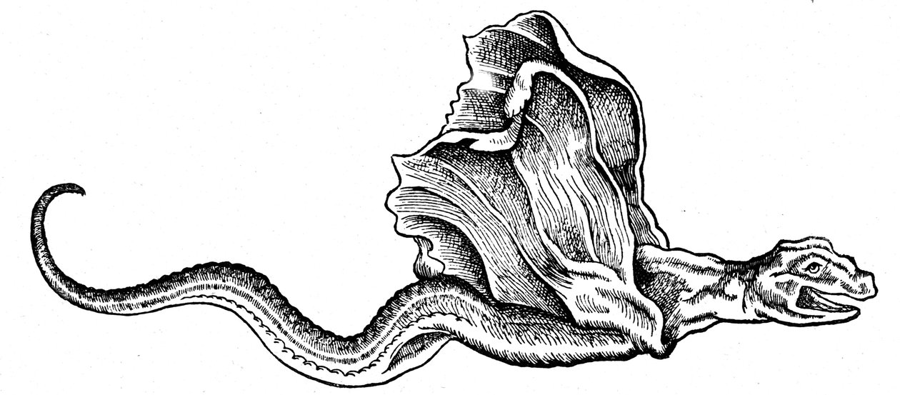 Bazilišek od Conrad (after) Gesner