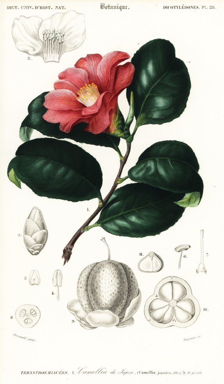 Kamélie japonská, Camellia japonica. ,1849 (rytina) od Conrad Johann Theodor Susemihl
