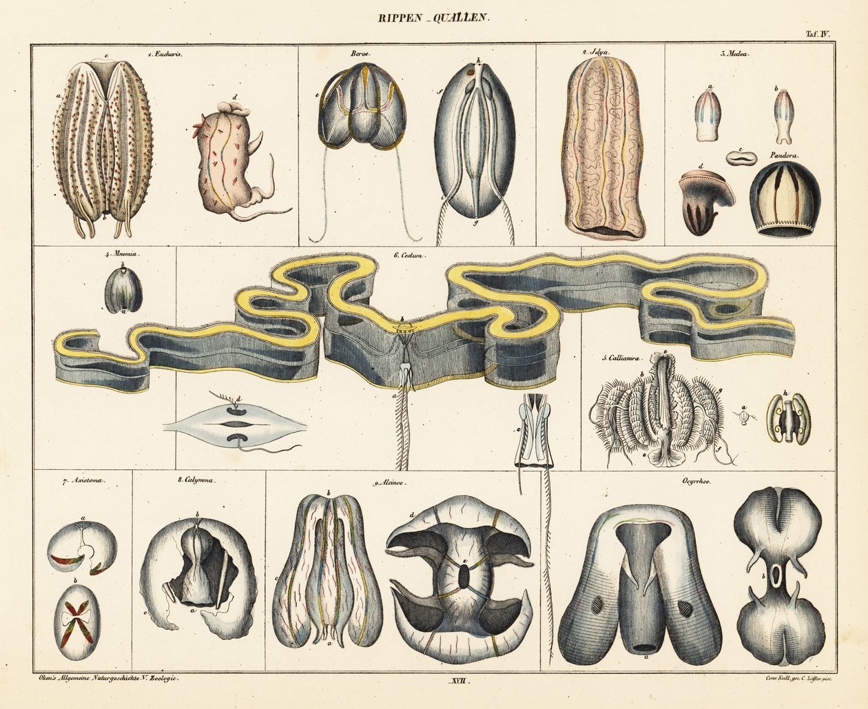 Anatomie druhů medúz. ,1841 (litografie) od Conrad Kull