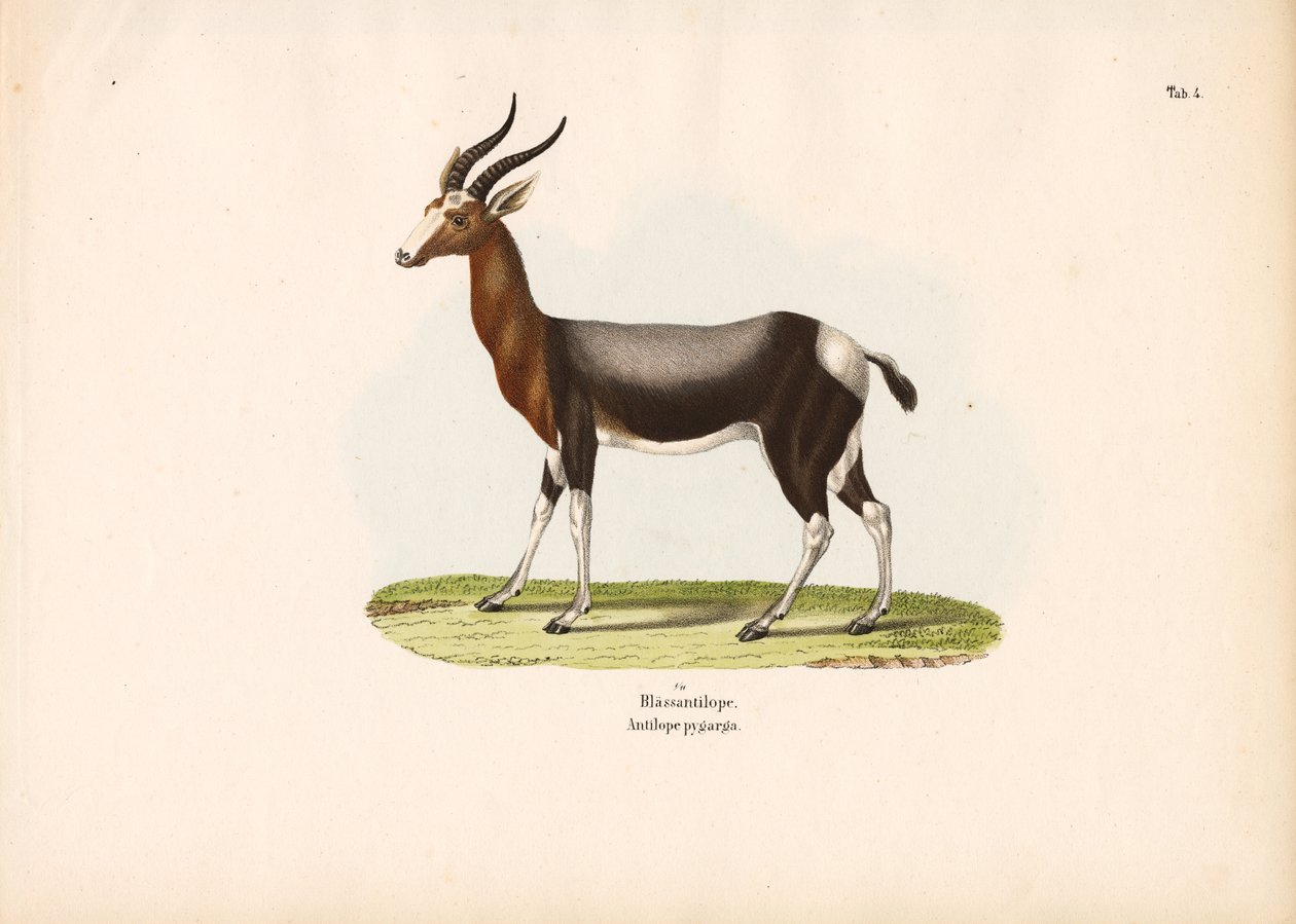 Bontebok od Conrad Kull