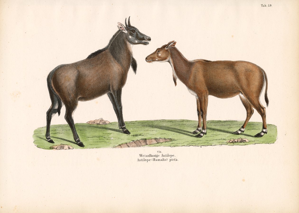 Bontebok nebo Blesbok od Conrad Kull