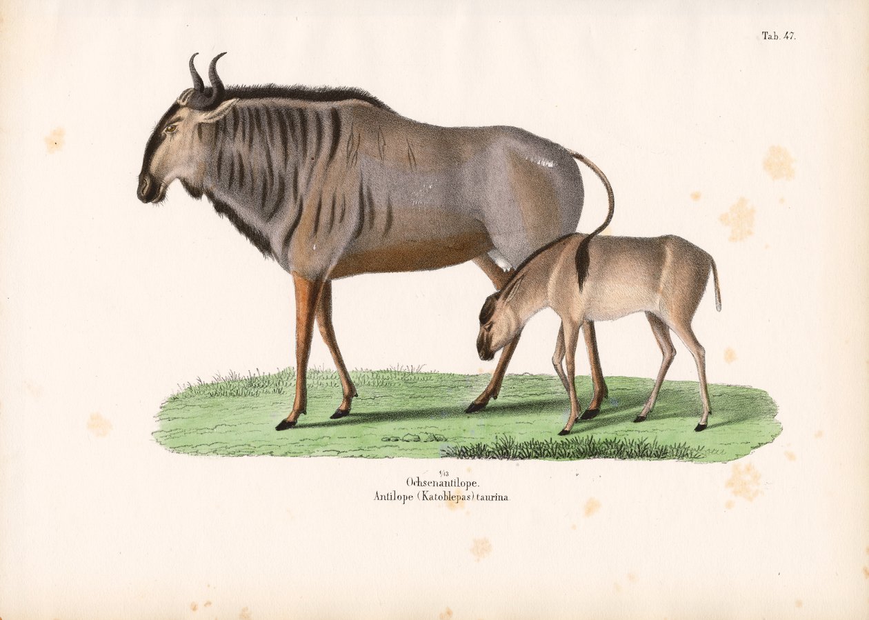 Hartebeest s teletem od Conrad Kull