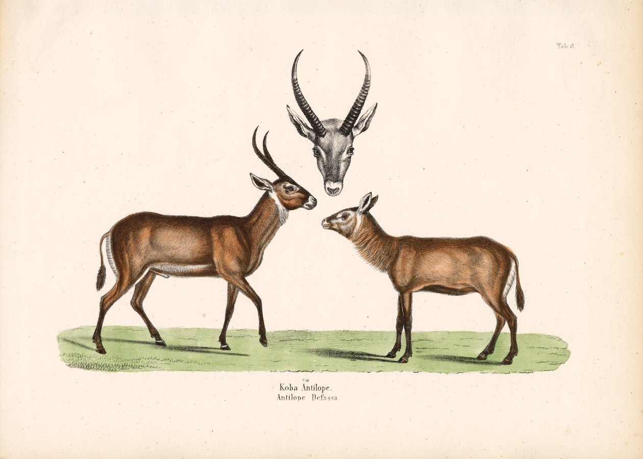 Antilopa Koba od Conrad Kull
