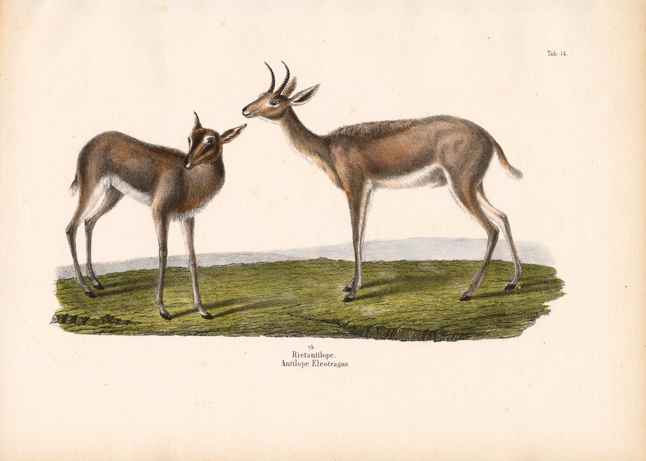 Rákosník jižní od Conrad Kull