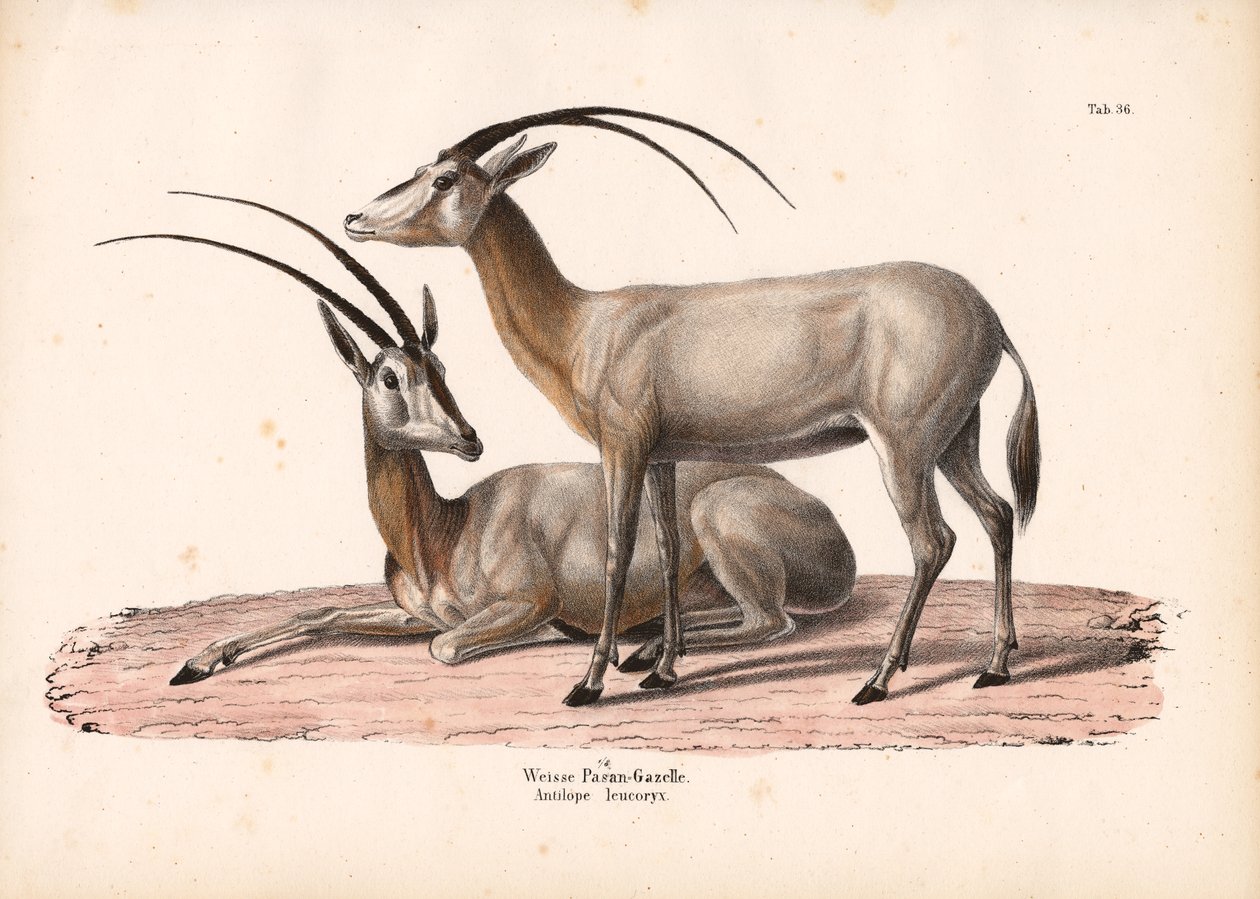 Bílý oryx od Conrad Kull