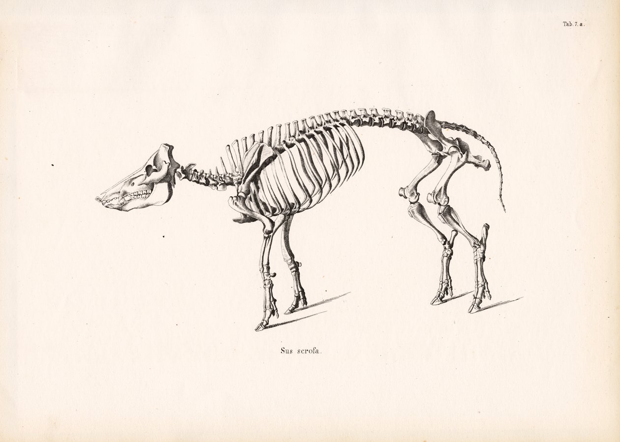 Kostra divočáka od Conrad Kull