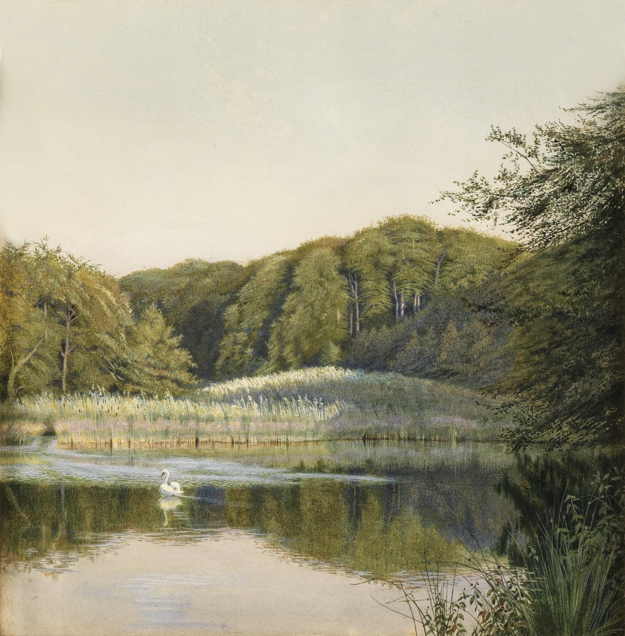 Labutě na rybníku Paddington, 1860 (wc na papíře) od Constance Phillott