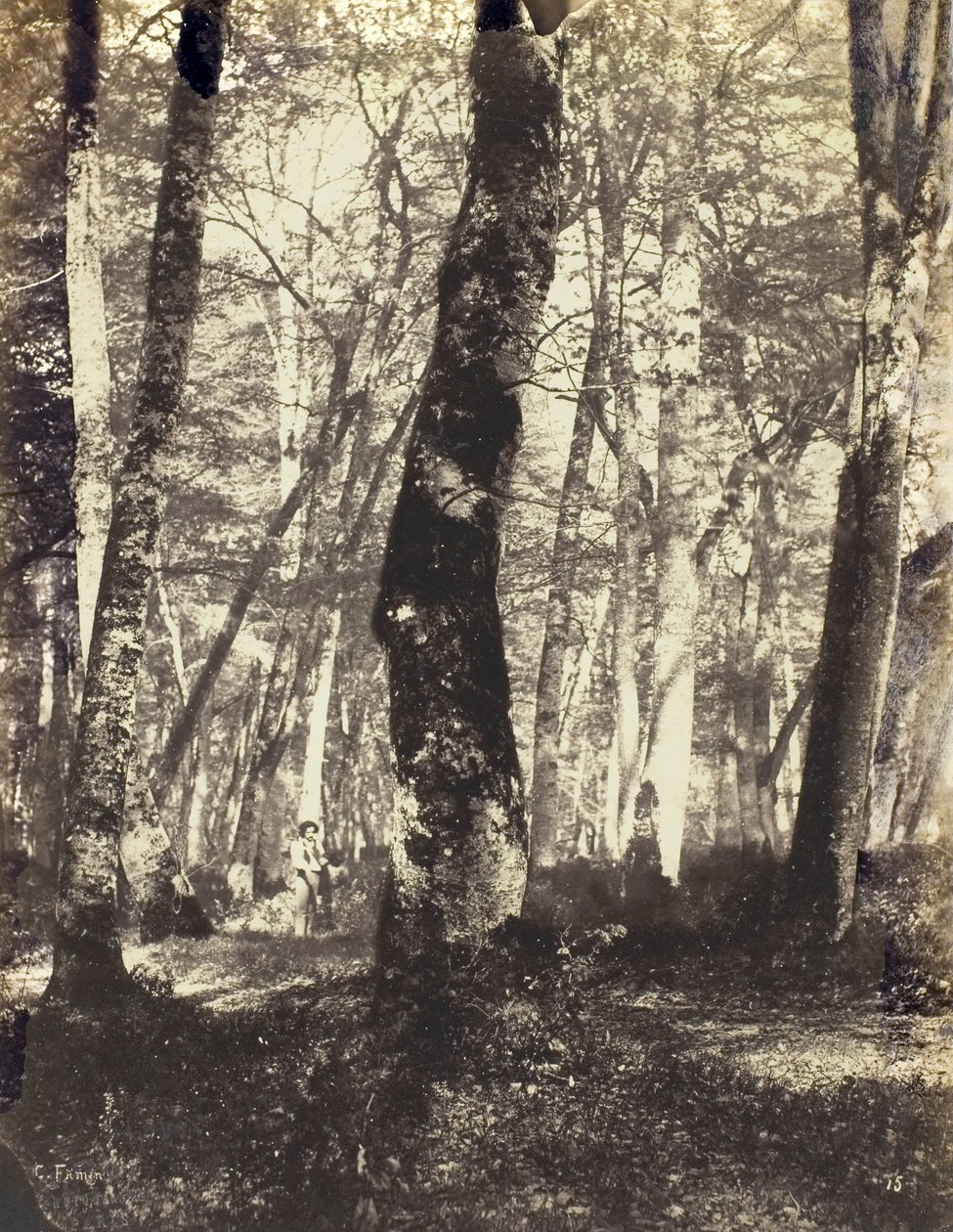 Studie v Barbizonském lese, 186069. od Constant Alexandre Famin