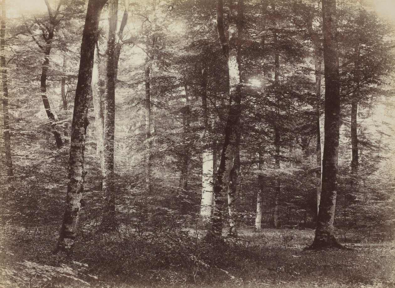 Bez názvu The Forest of Fontainbleau, c. 1874. od Constant Alexandre Famin