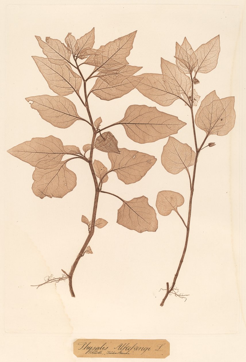 Physalis Alkekengi od Constetin von Ettinghausen and Alois Pokorny