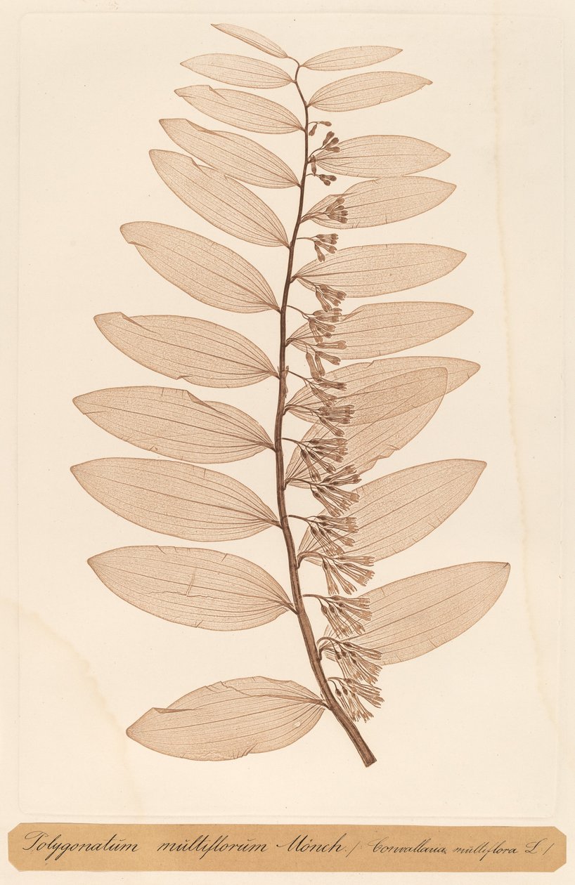 Polygonatum multiflorum Monch od Constetin von Ettinghausen and Alois Pokorny