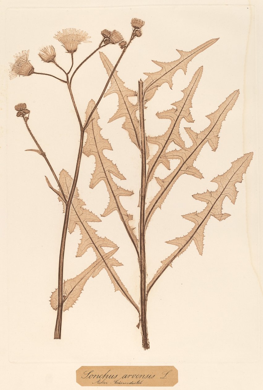 Sonchus arvensis od Constetin von Ettinghausen and Alois Pokorny