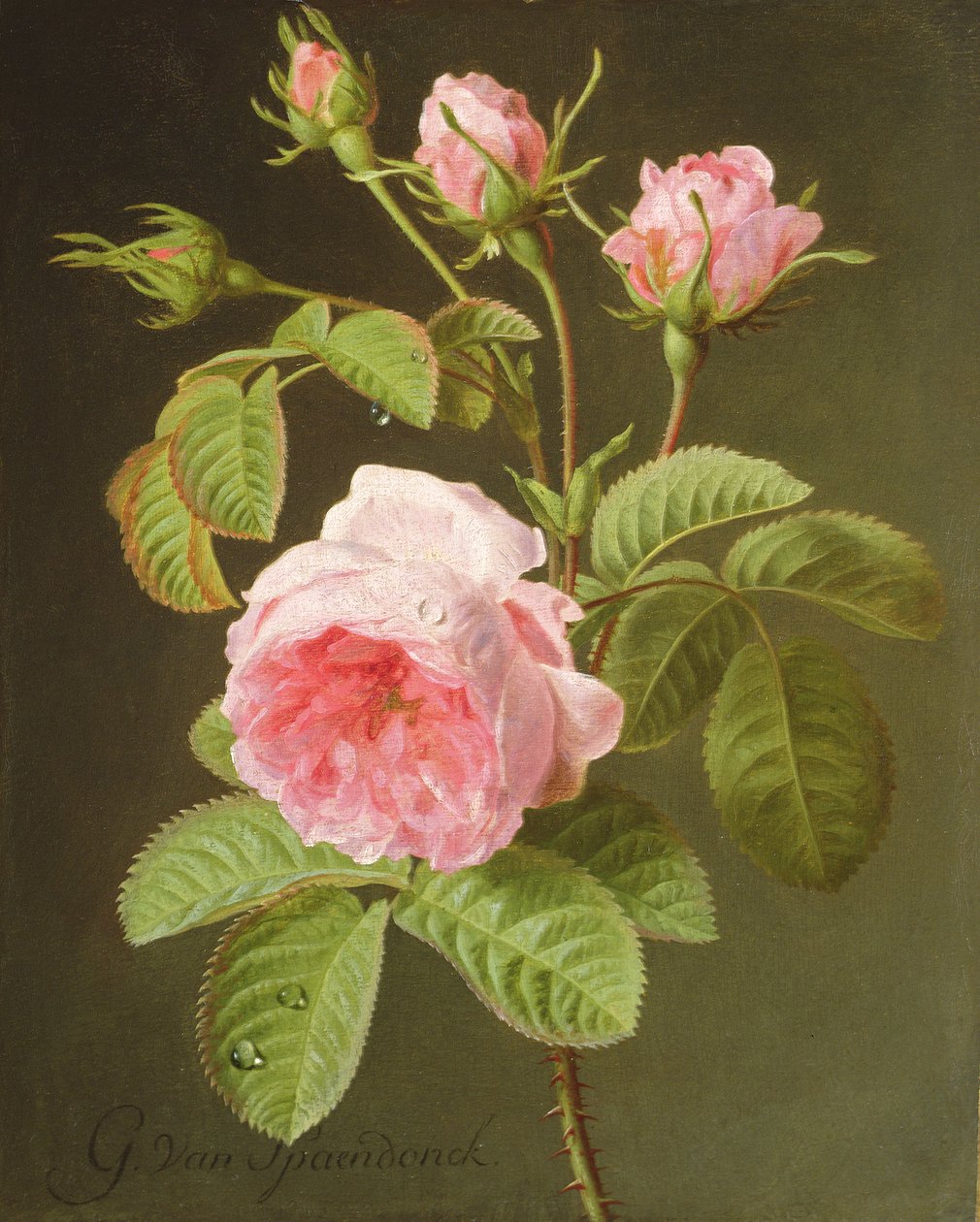 Větev růží od Cornelis van Spaendonck