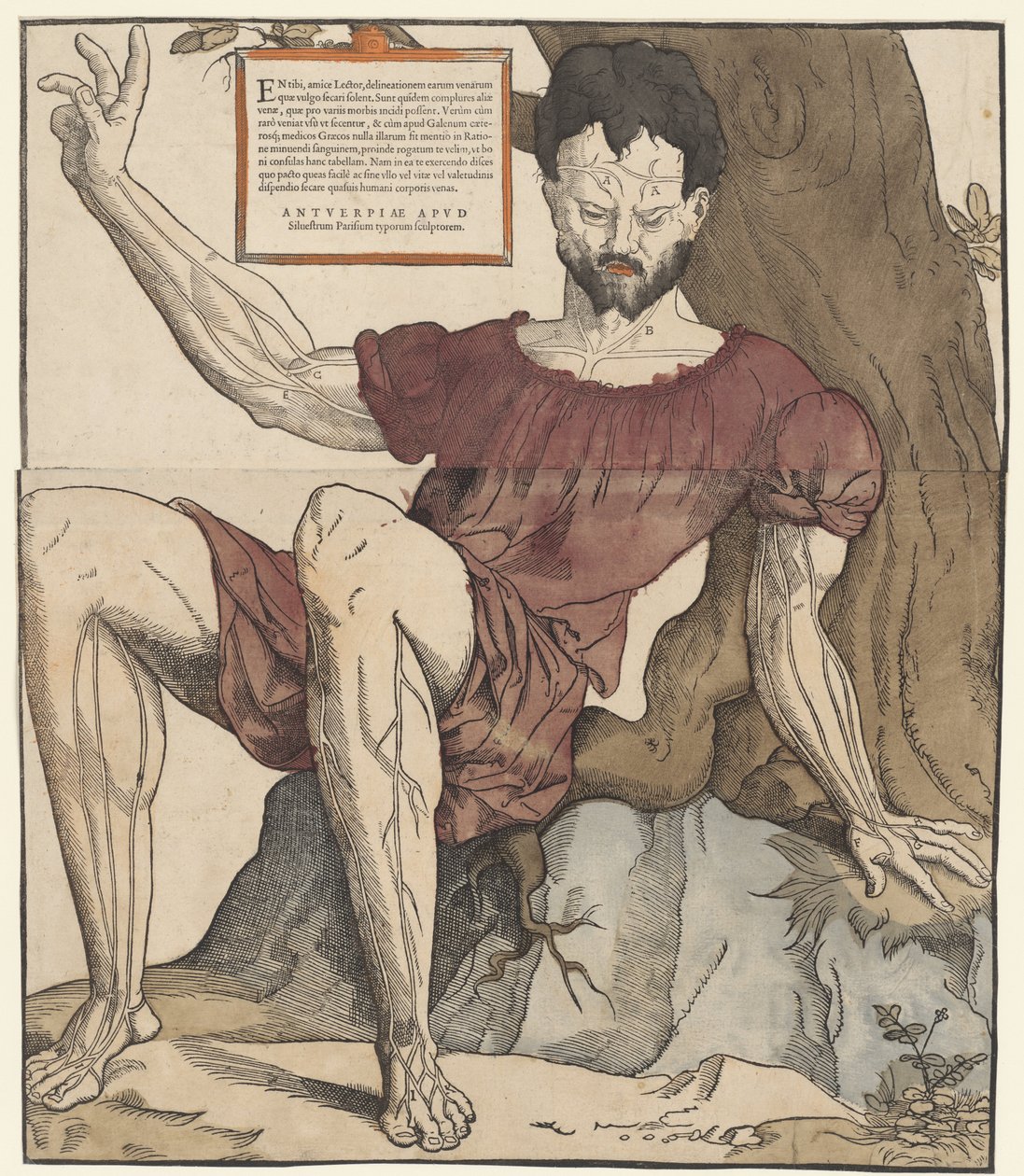 Žíly lidského těla od Cornelis Anthonisz.