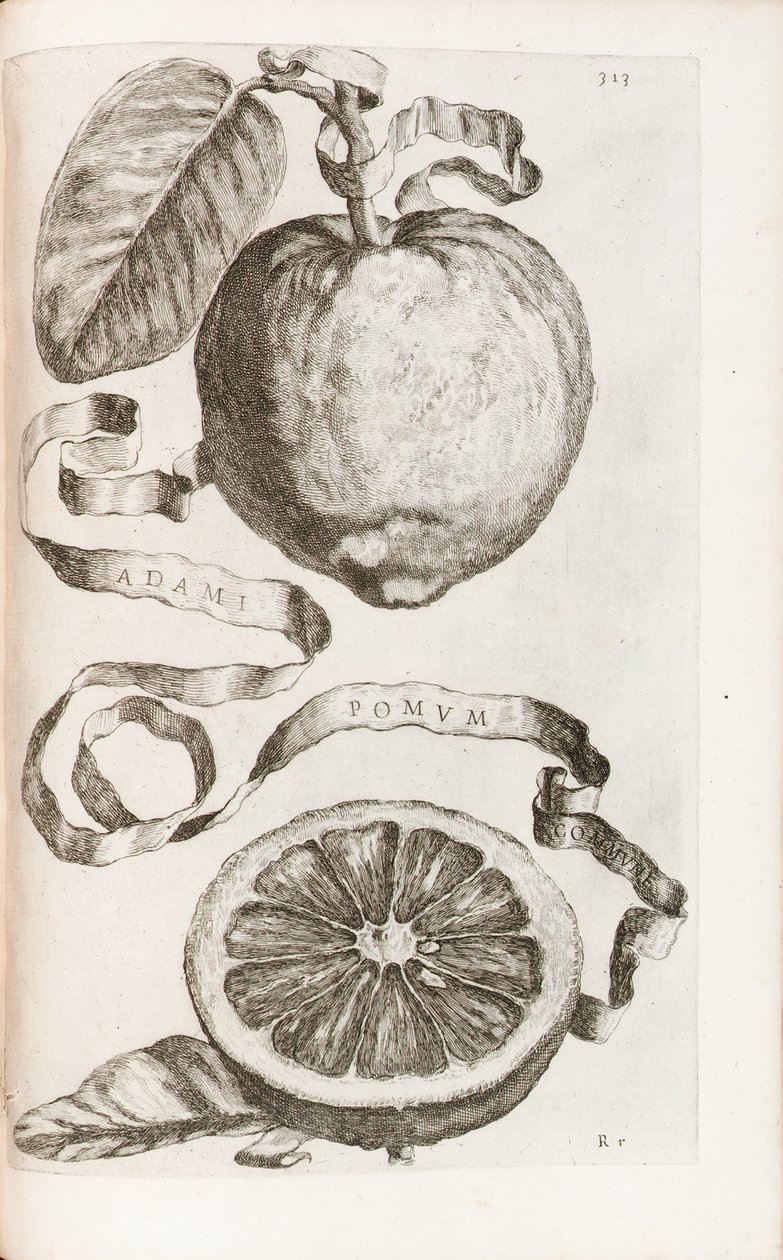 Adamovo jablko, deska 313 z „Hesperides or the Evil Culture and Use of Golden Books“ od Giovanniho Battisty Ferrariho, 1646 od Cornelis Bloemaert